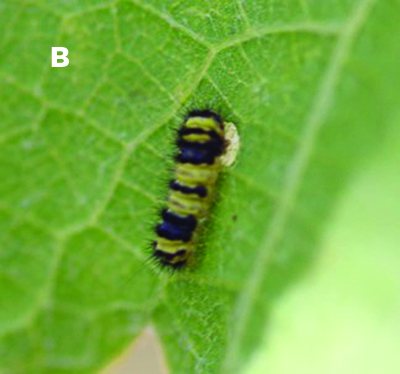 Fig. 01B: Photograph of a single western grapeleaf skeletonizer caterpillar.